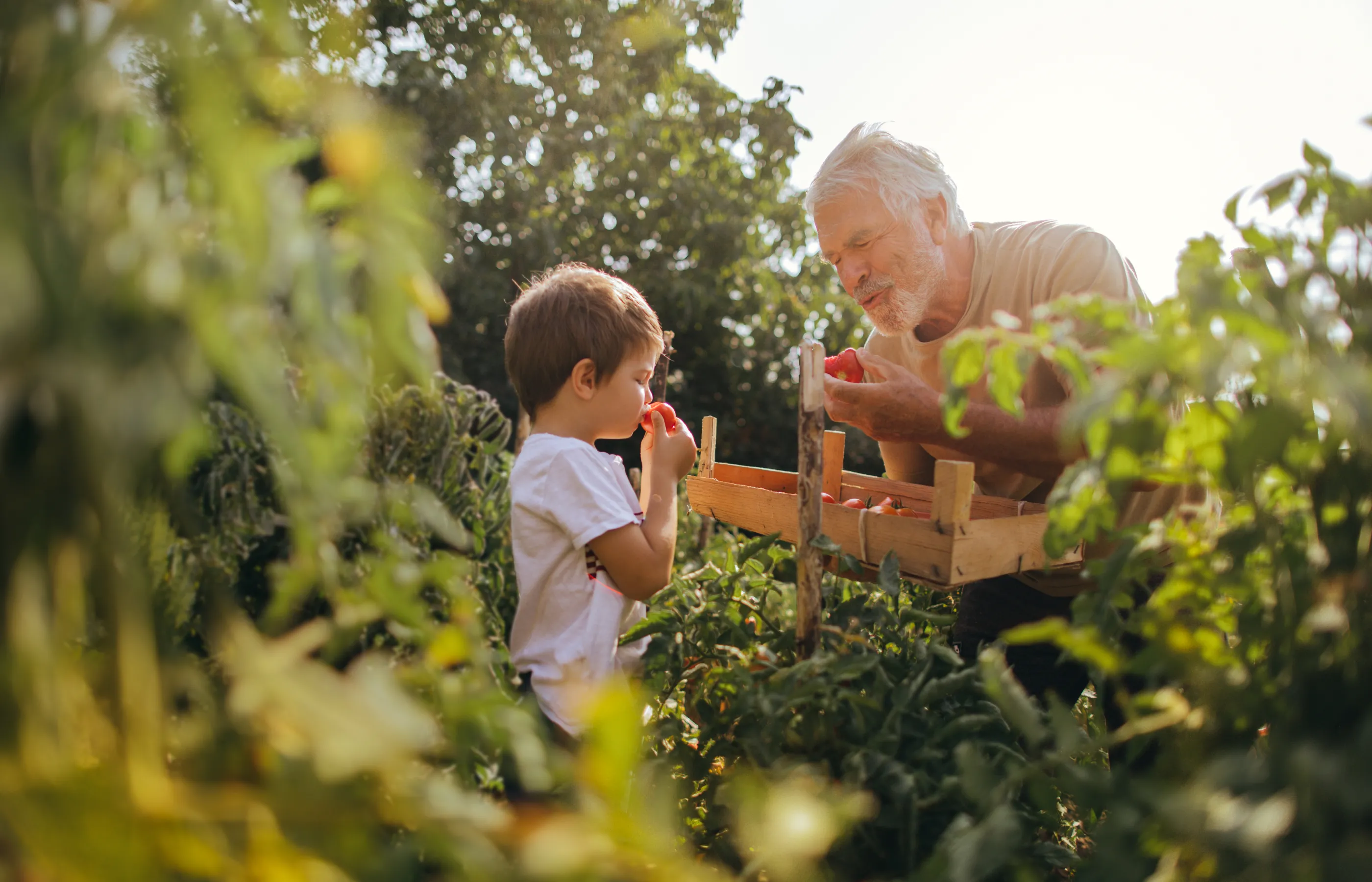 Young boy with his grandfather in the garden. Together, they are picking and tasting tomatoes. 