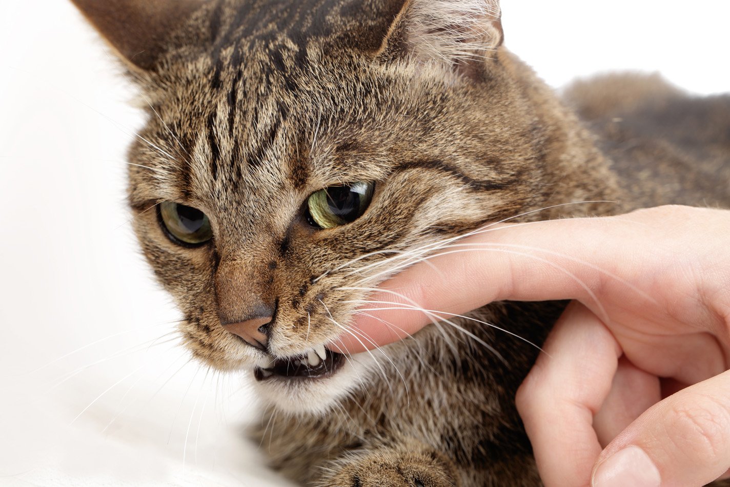 Cat biting a finger