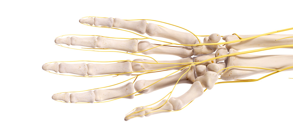 Anatomy of the hand bones and nerves