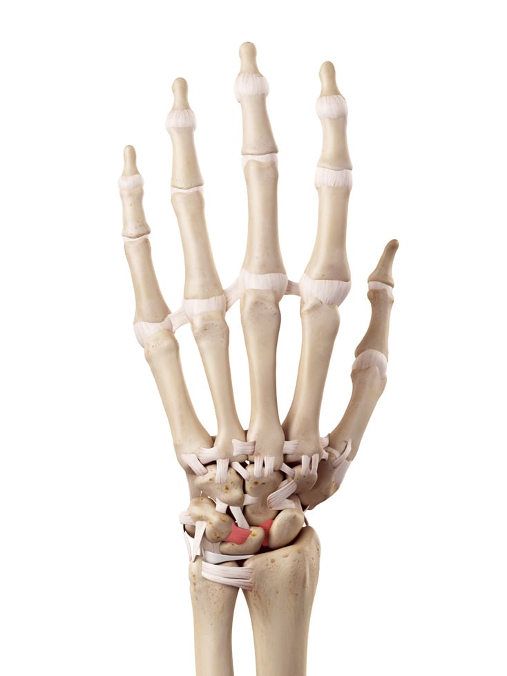 Model showing the ligament of the hand and wrist