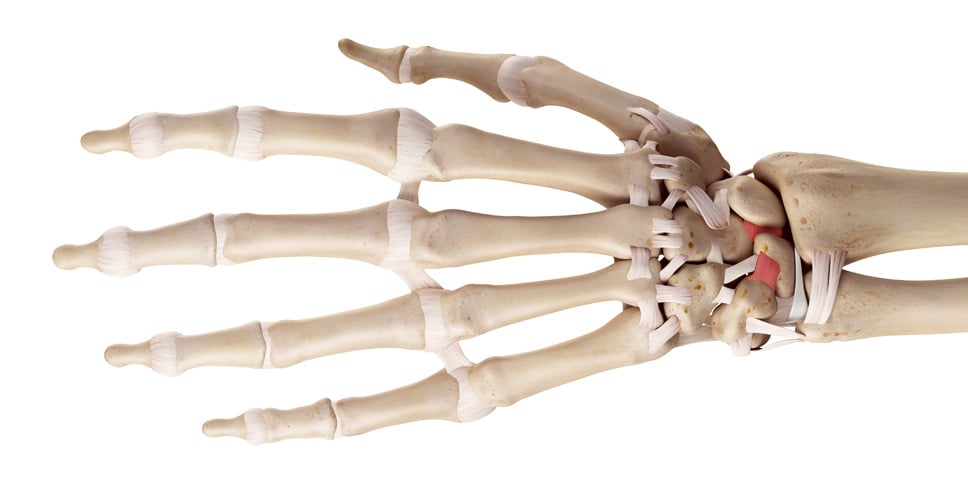 Model showing the ligaments of the hand and wrist