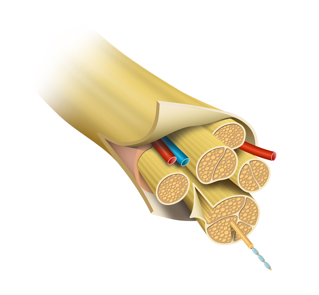 Nerve anatomy illustration